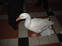 DSC01185