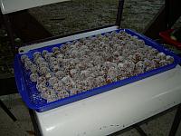Eisi3785